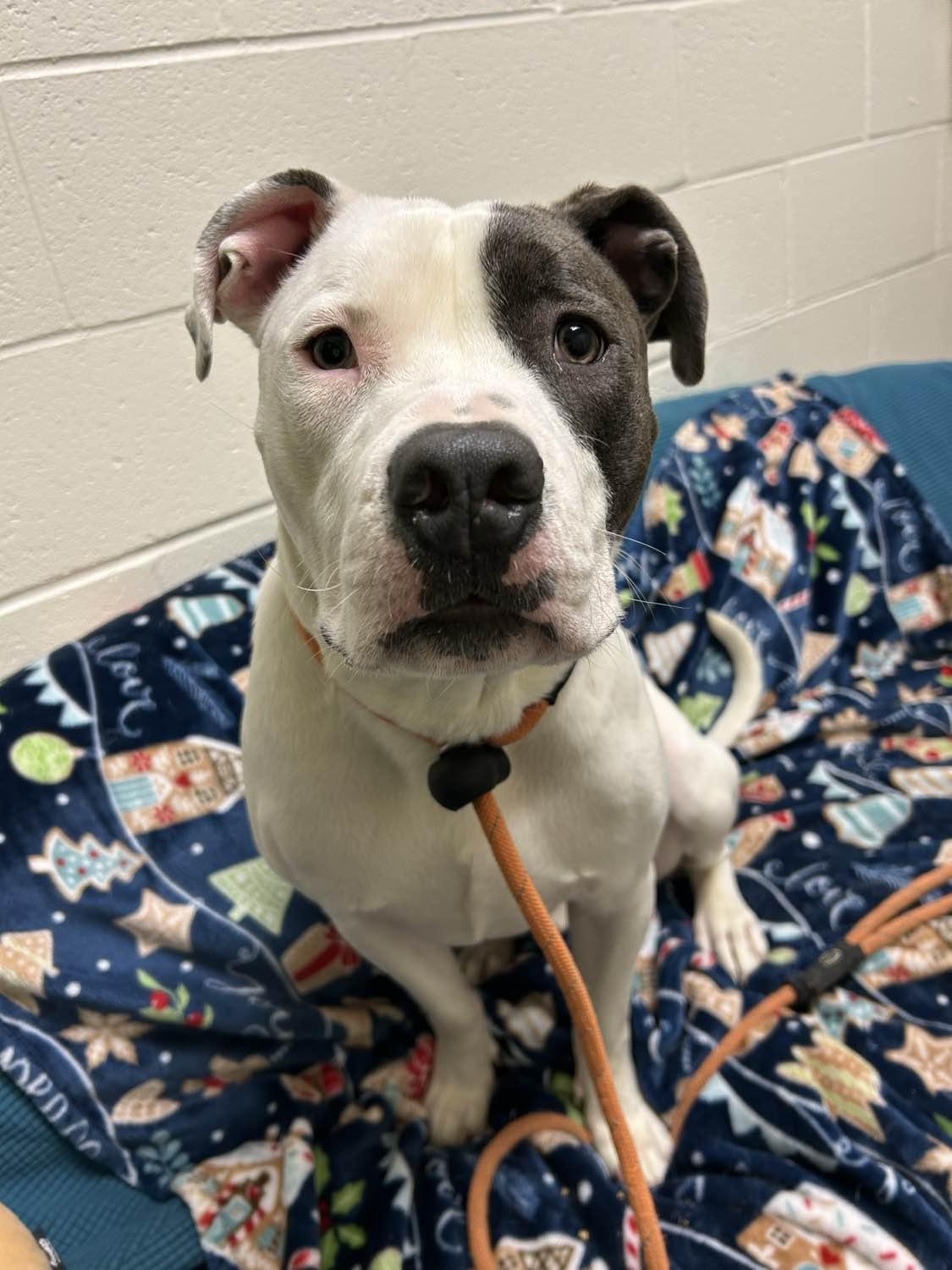 Enlarge Elmer, a Adoptable mixed breed in Stratford, CT image 3/4