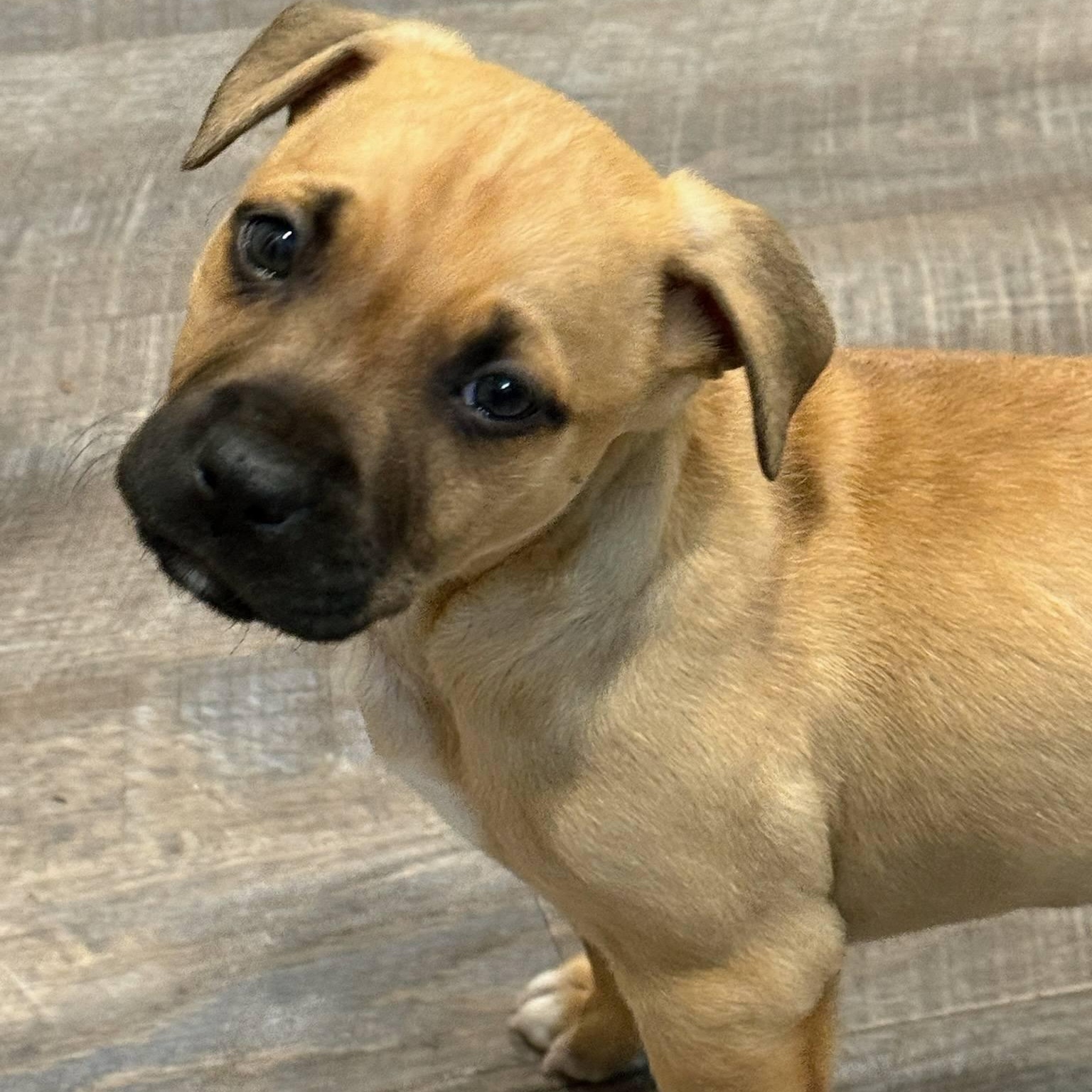 Lazarus , adopted, Puppy Male Boxer.