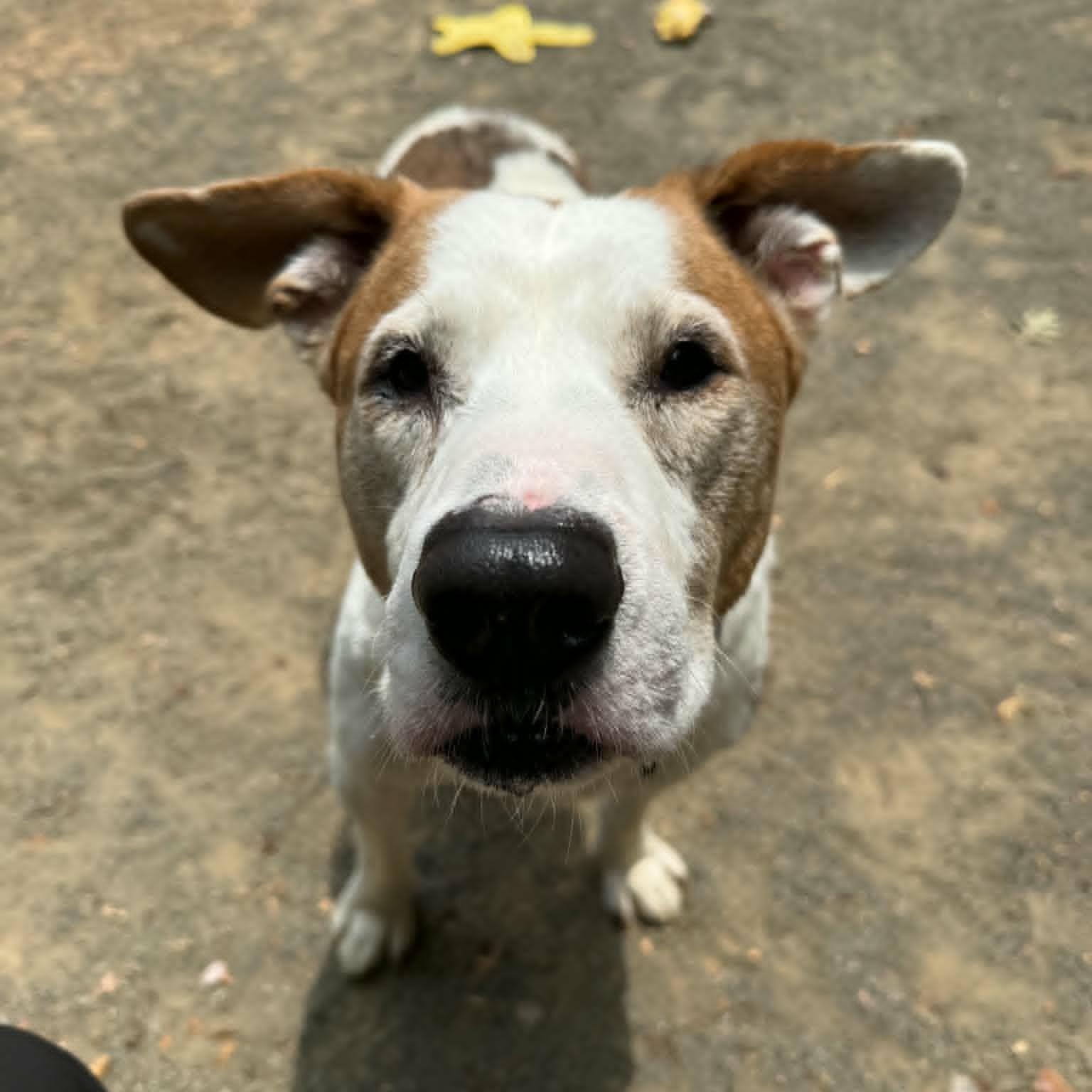 Austin, an adoptable Pit Bull Terrier in Orange, VA image 1/6