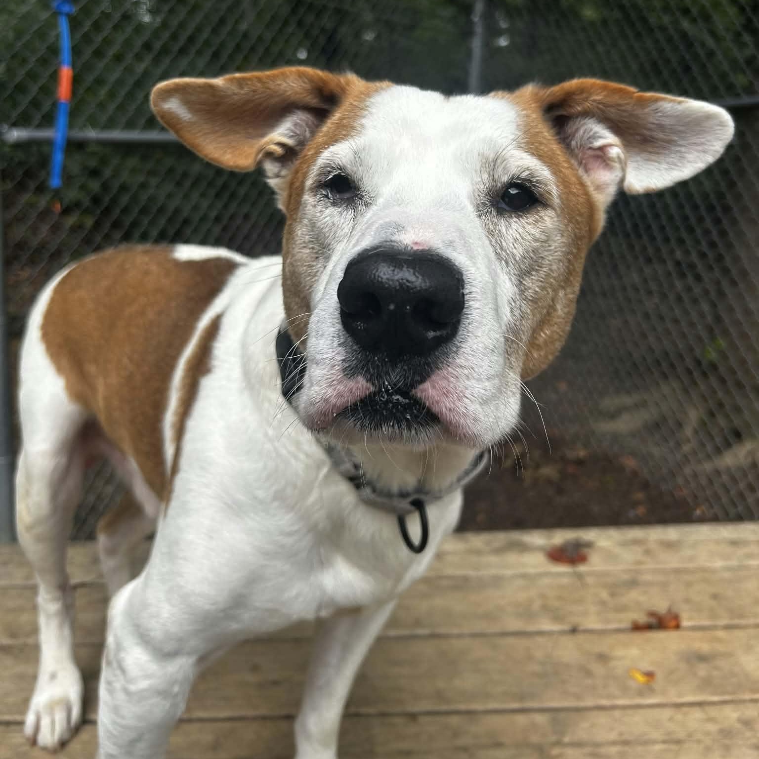 Austin, Adoptable, Senior Male Pit Bull Terrier.