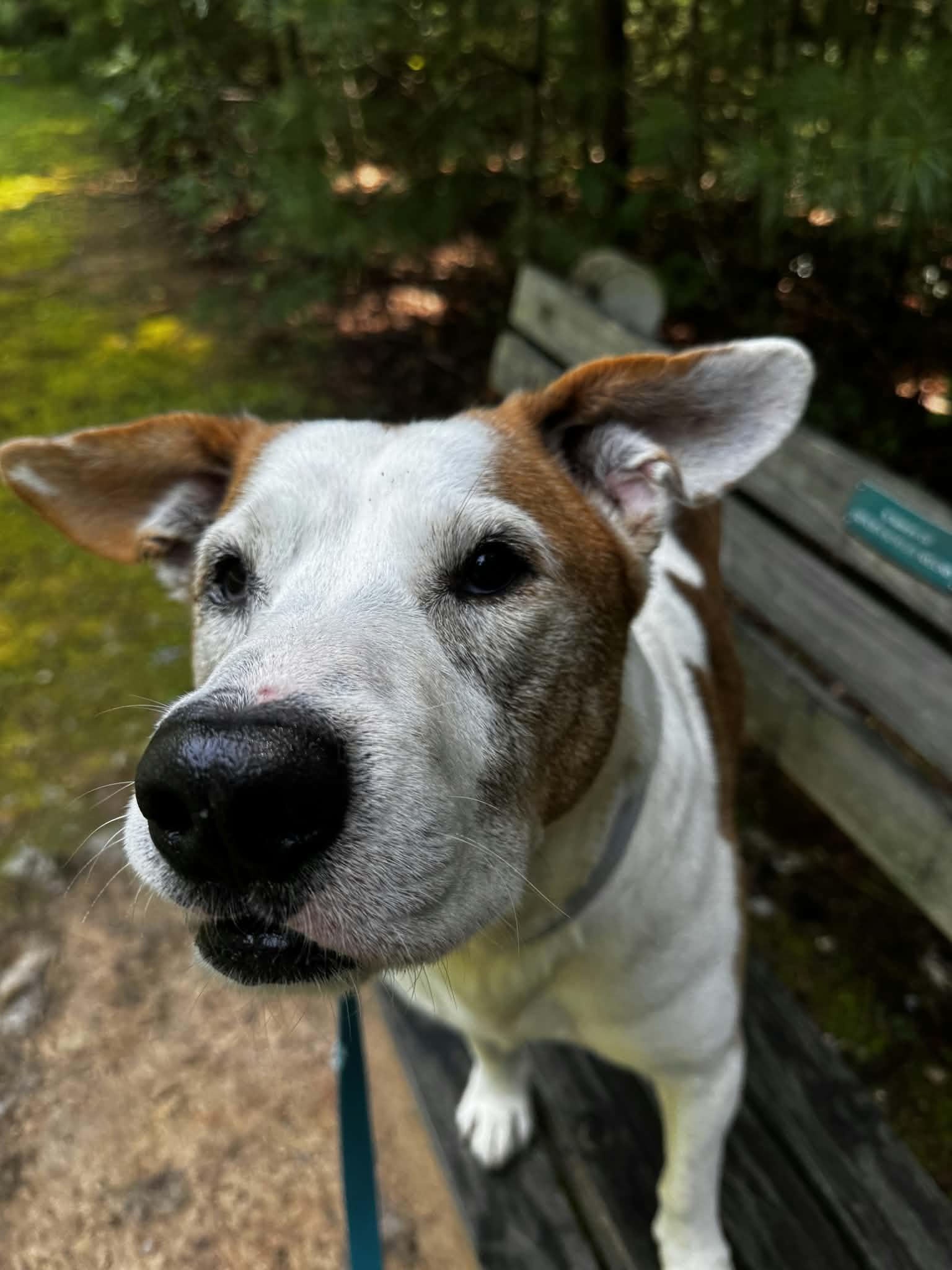 Austin, an adoptable Pit Bull Terrier in Orange, VA image 5/6