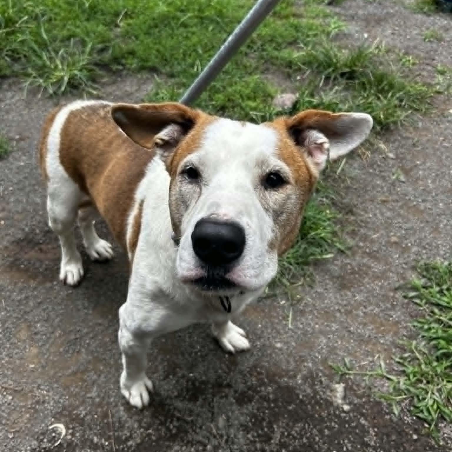Austin, an adoptable Pit Bull Terrier in Orange, VA image 3/6