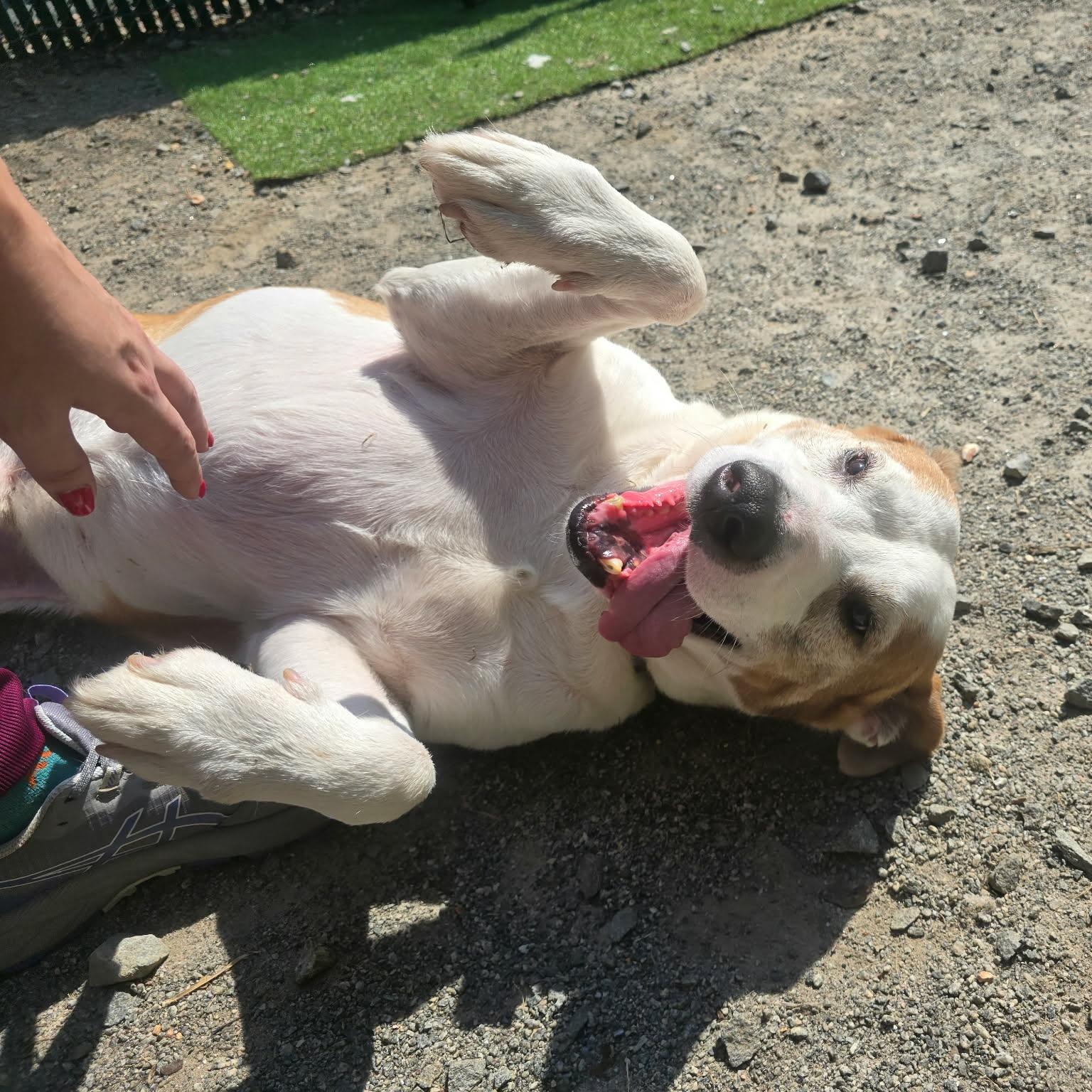 Austin, an adoptable Pit Bull Terrier in Orange, VA image 2/6