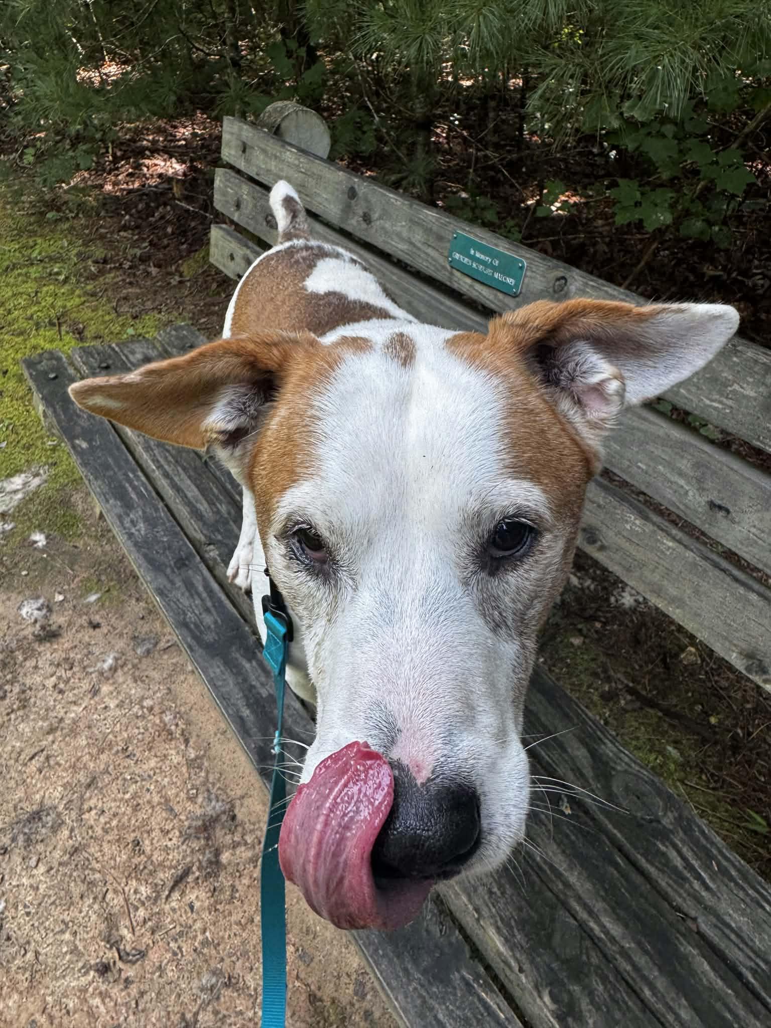 Austin, an adoptable Pit Bull Terrier in Orange, VA image 6/6