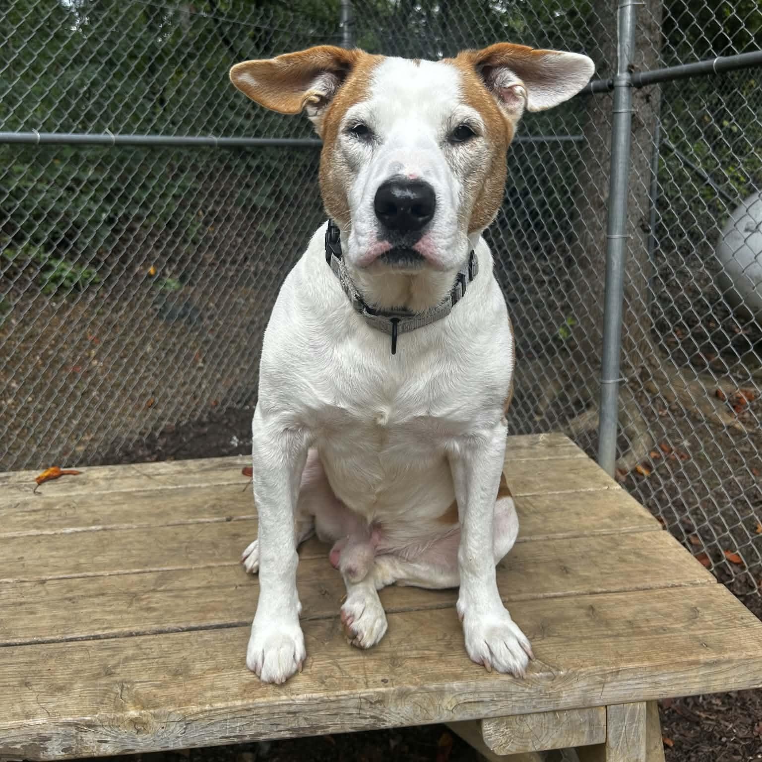 Enlarge Austin, a Adoptable Pit Bull Terrier in Orange, VA image 6/6