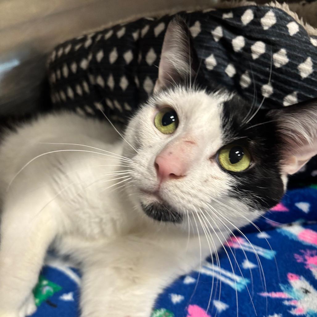 Decker 61C26, Adoptable, Young Male Domestic Short Hair & Domestic Short Hair.