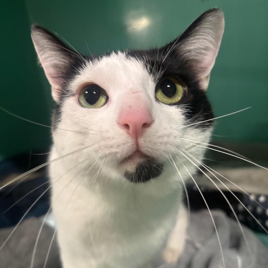 Enlarge Decker 61C26, a Adoptable mixed breed in Napoleon, OH image 3/6