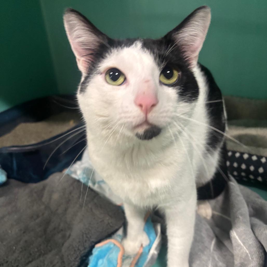 Enlarge Decker 61C26, a Adoptable mixed breed in Napoleon, OH image 5/6