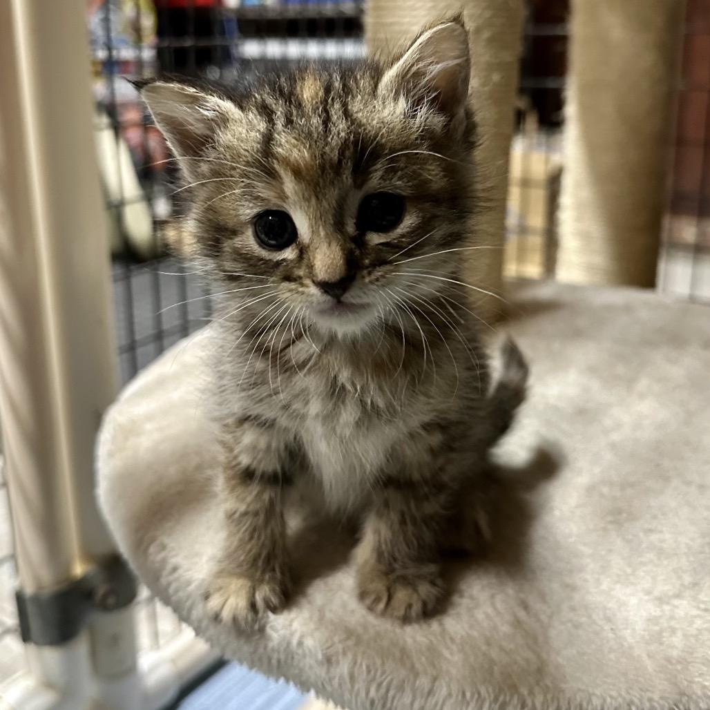 Enlarge Dot, a Adoptable Domestic Short Hair in Simi Valley, CA image 1/1