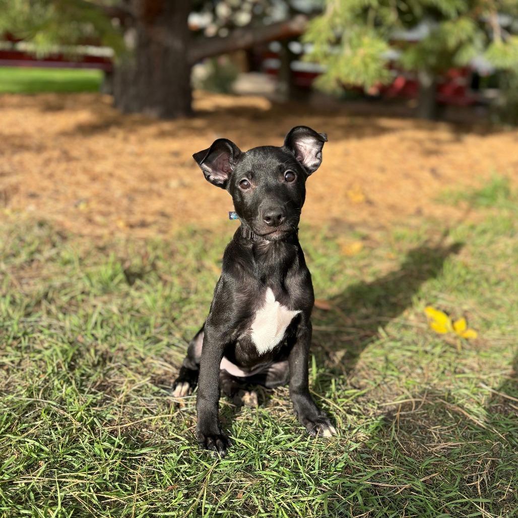 Lake--In Foster, Adoptable, Puppy Female Mixed Breed.