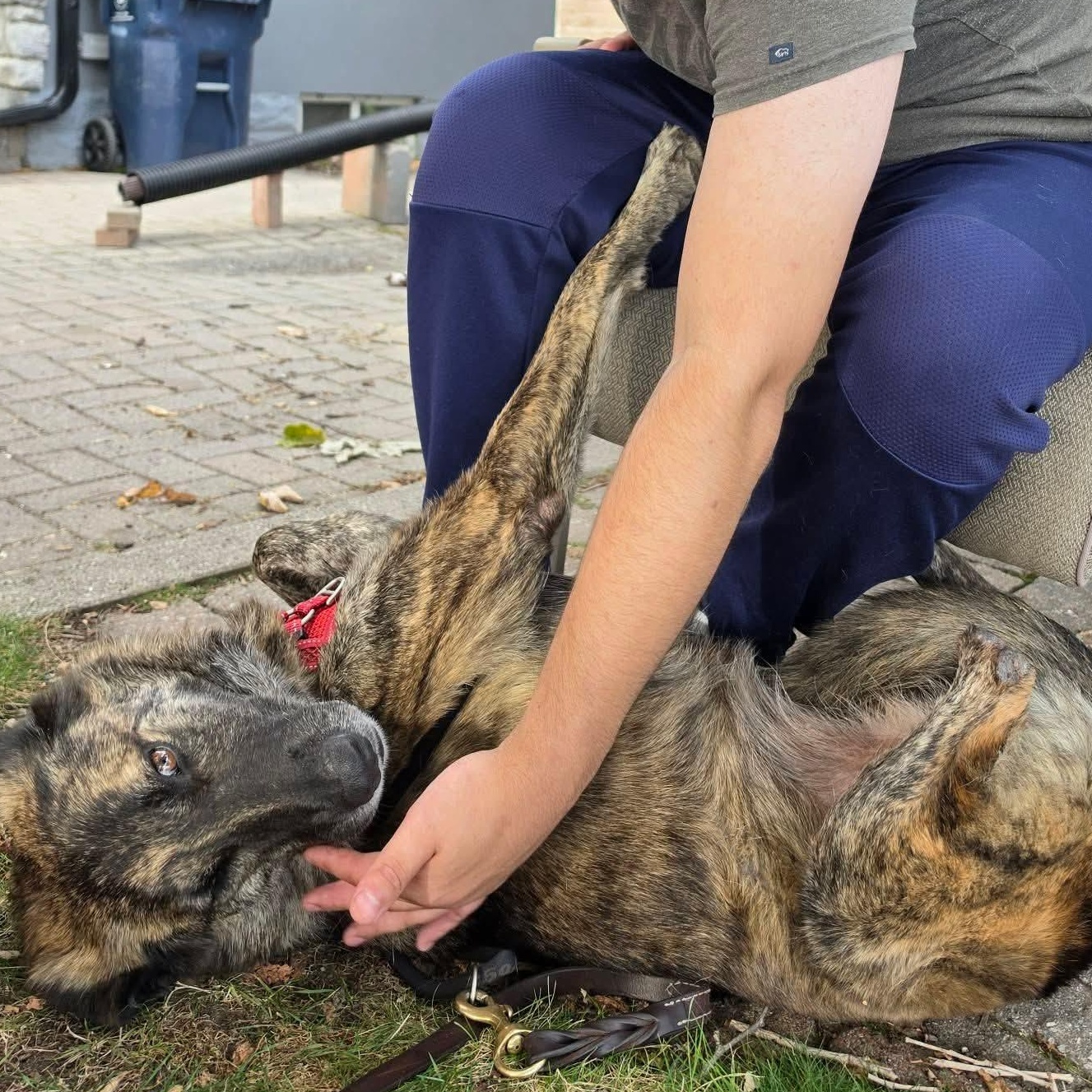 Enlarge Lida, a Adoptable mixed breed in Scarborough, ON image 2/6