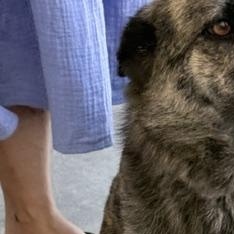 Enlarge Lida, a Adoptable mixed breed in Scarborough, ON image 3/6