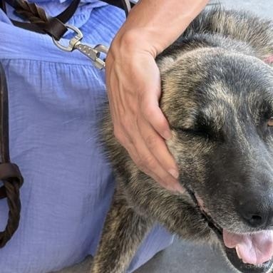 Enlarge Lida, a Adoptable mixed breed in Scarborough, ON image 4/6