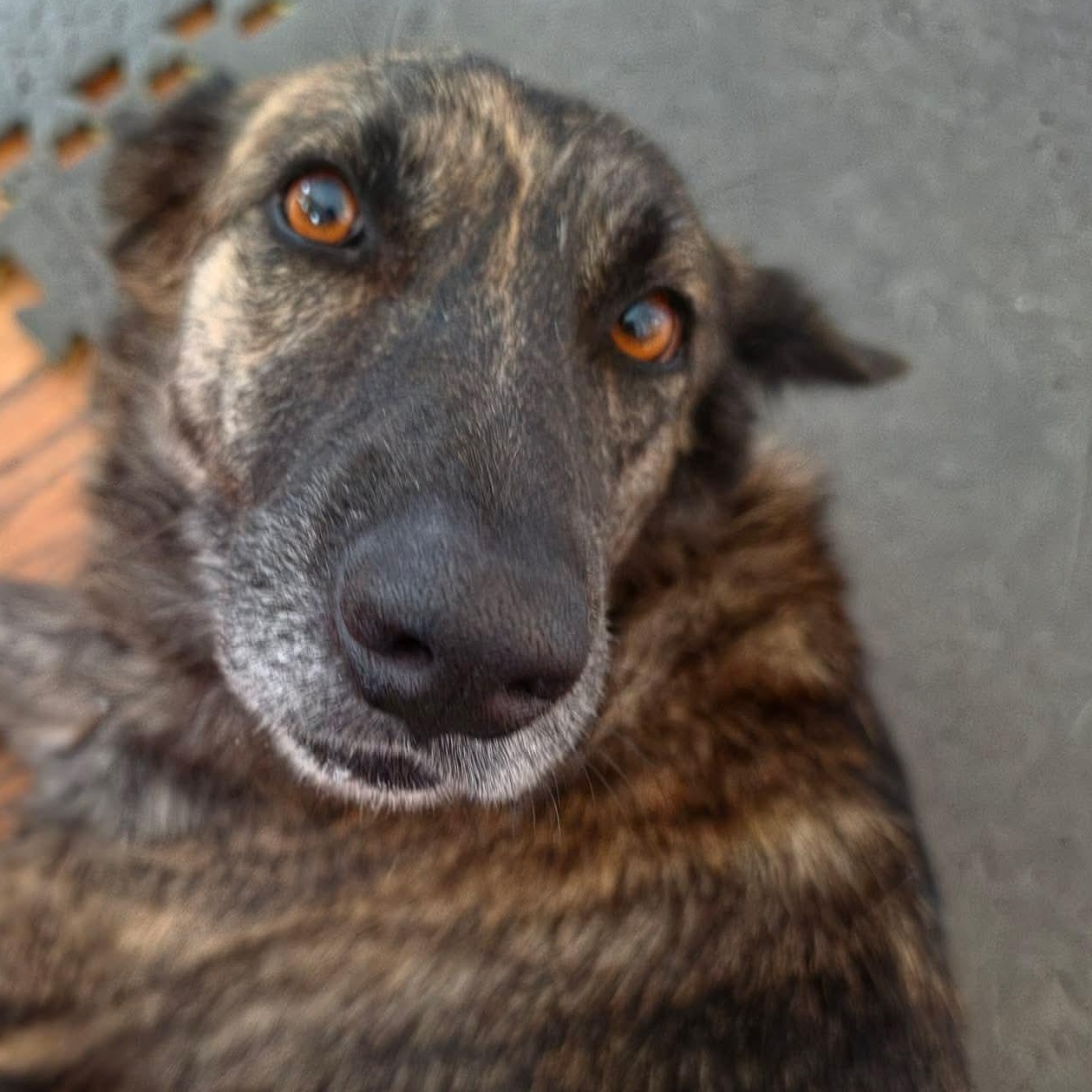 Enlarge Lida, a Adoptable mixed breed in Scarborough, ON image 1/6