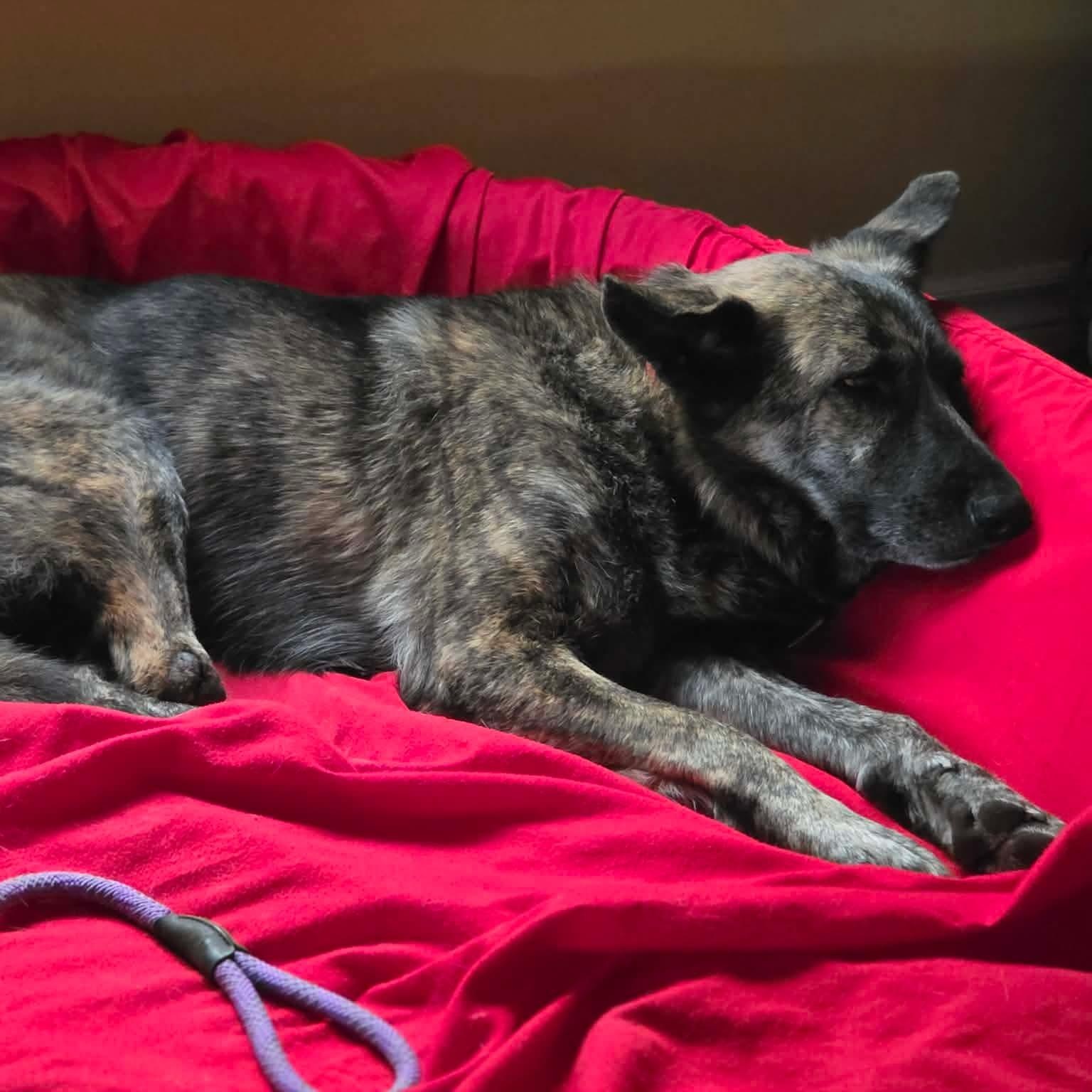 Enlarge Lida, a Adoptable mixed breed in Scarborough, ON image 6/6