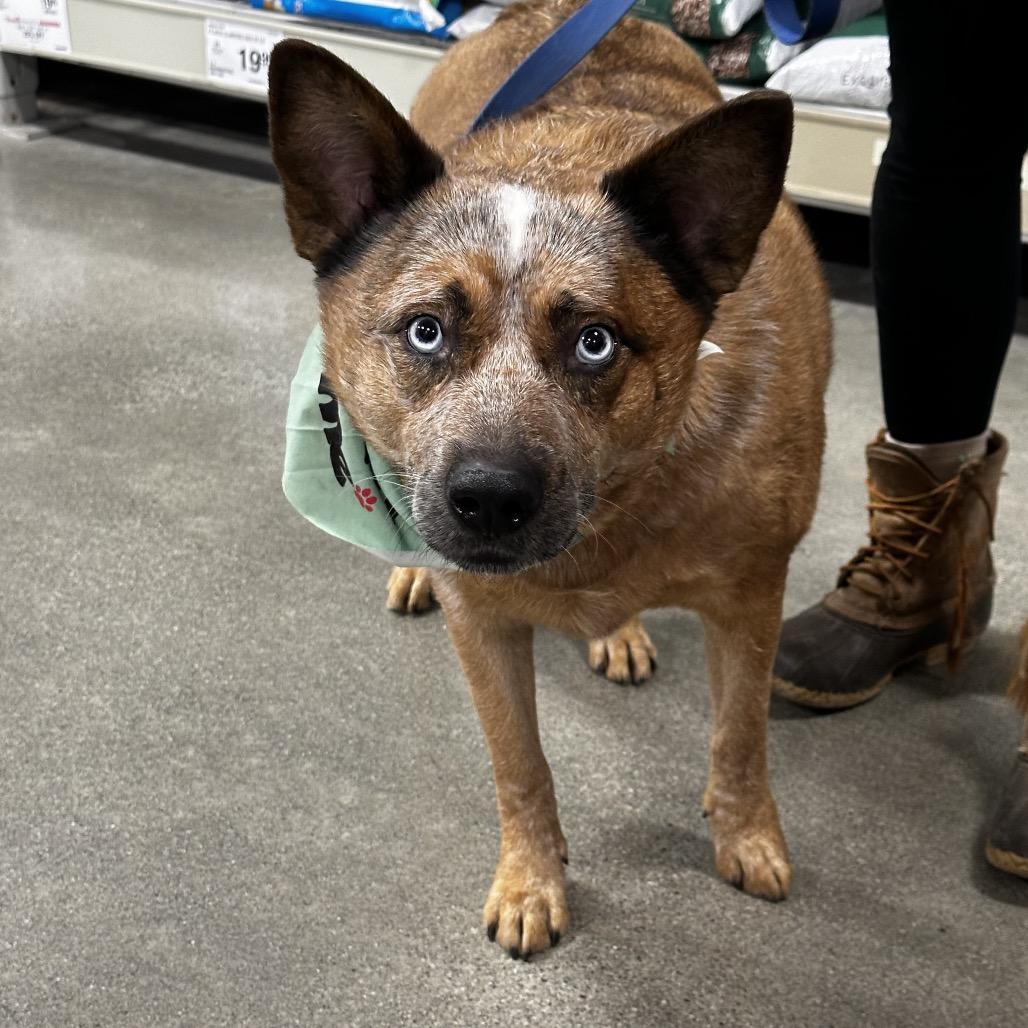 Floki, Adoptable, Adult Male Cattle Dog.