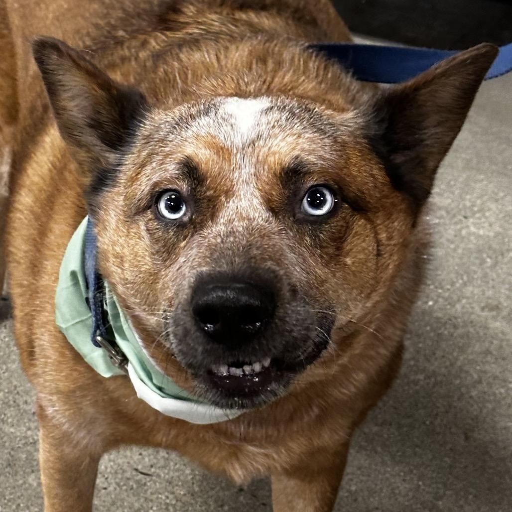 Enlarge Floki, a Adoptable Cattle Dog in Bellingham, WA image 2/5
