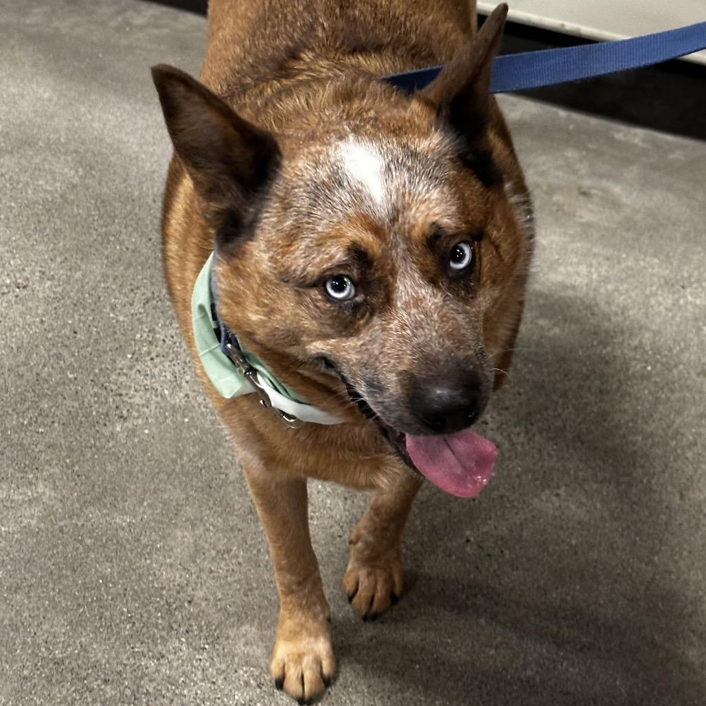 Enlarge Floki, a Adoptable Cattle Dog in Bellingham, WA image 4/5