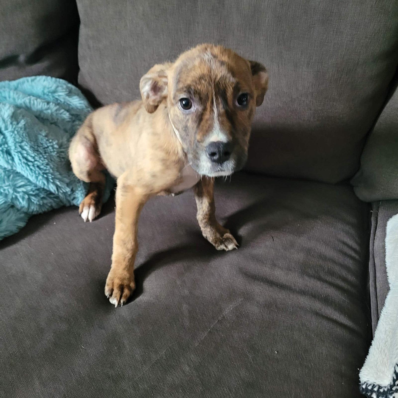 Enlarge Buck, a Adopted Terrier in New London, WI image 1/3