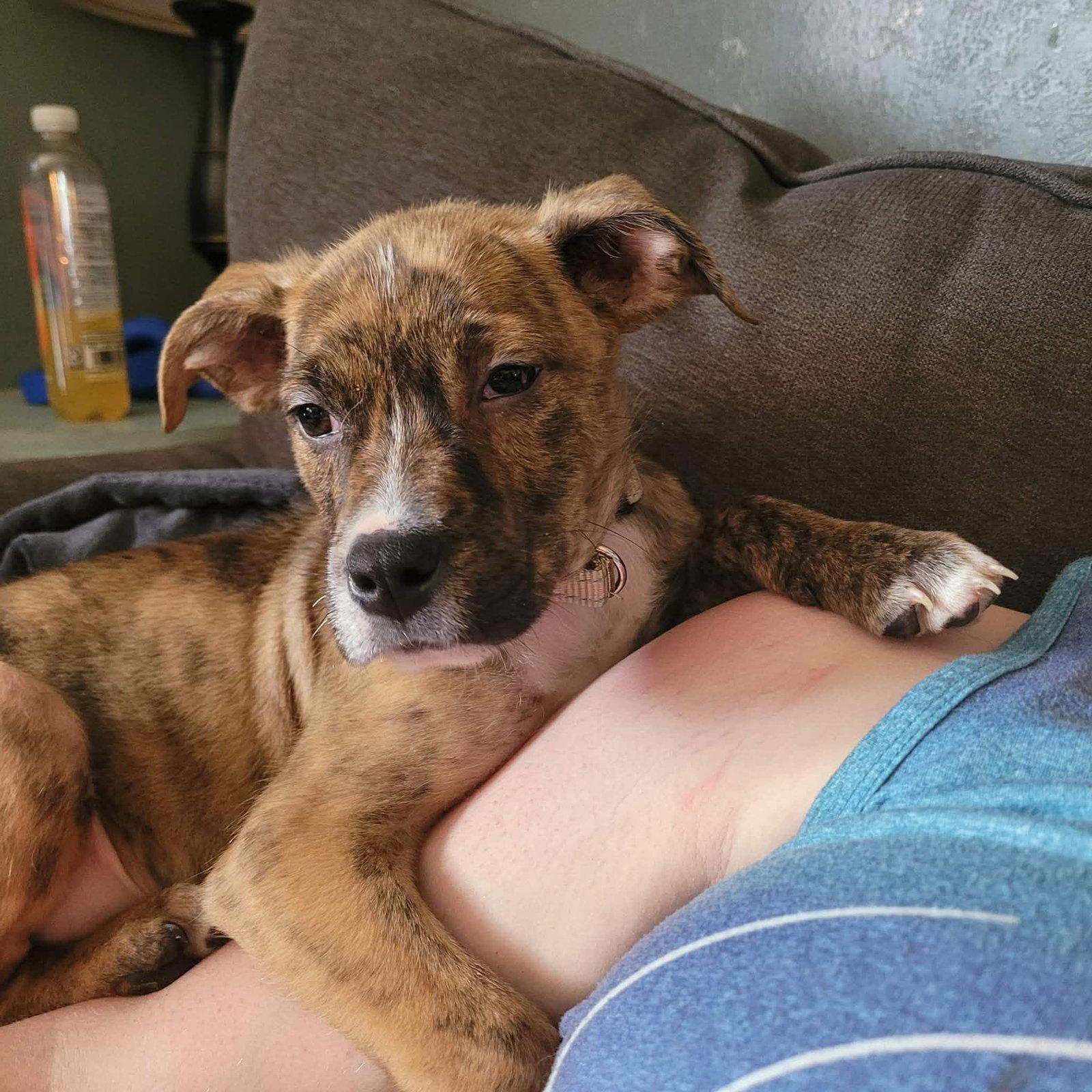 Enlarge Buck, a Adopted Terrier in New London, WI image 3/3