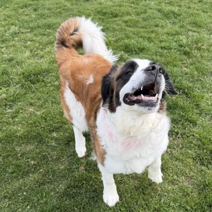 Enlarge Shelby, a ADOPTABLE mixed breed in Dubuque, IA image 2/3