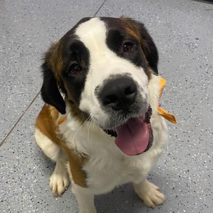 Shelby, ADOPTABLE, Adult Female Mixed Breed.