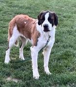 Enlarge Shelby, a ADOPTABLE mixed breed in Dubuque, IA image 2/2