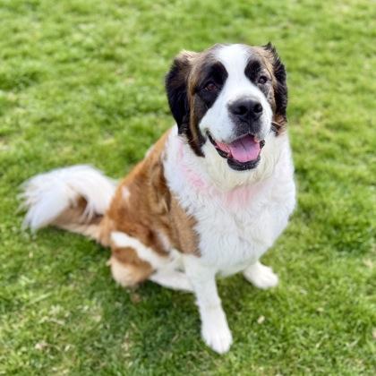 Shelby, ADOPTABLE, Adult Female Mixed Breed & Saint Bernard.