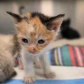 Bethany, Adoptable, Kitten Female Domestic Short Hair.