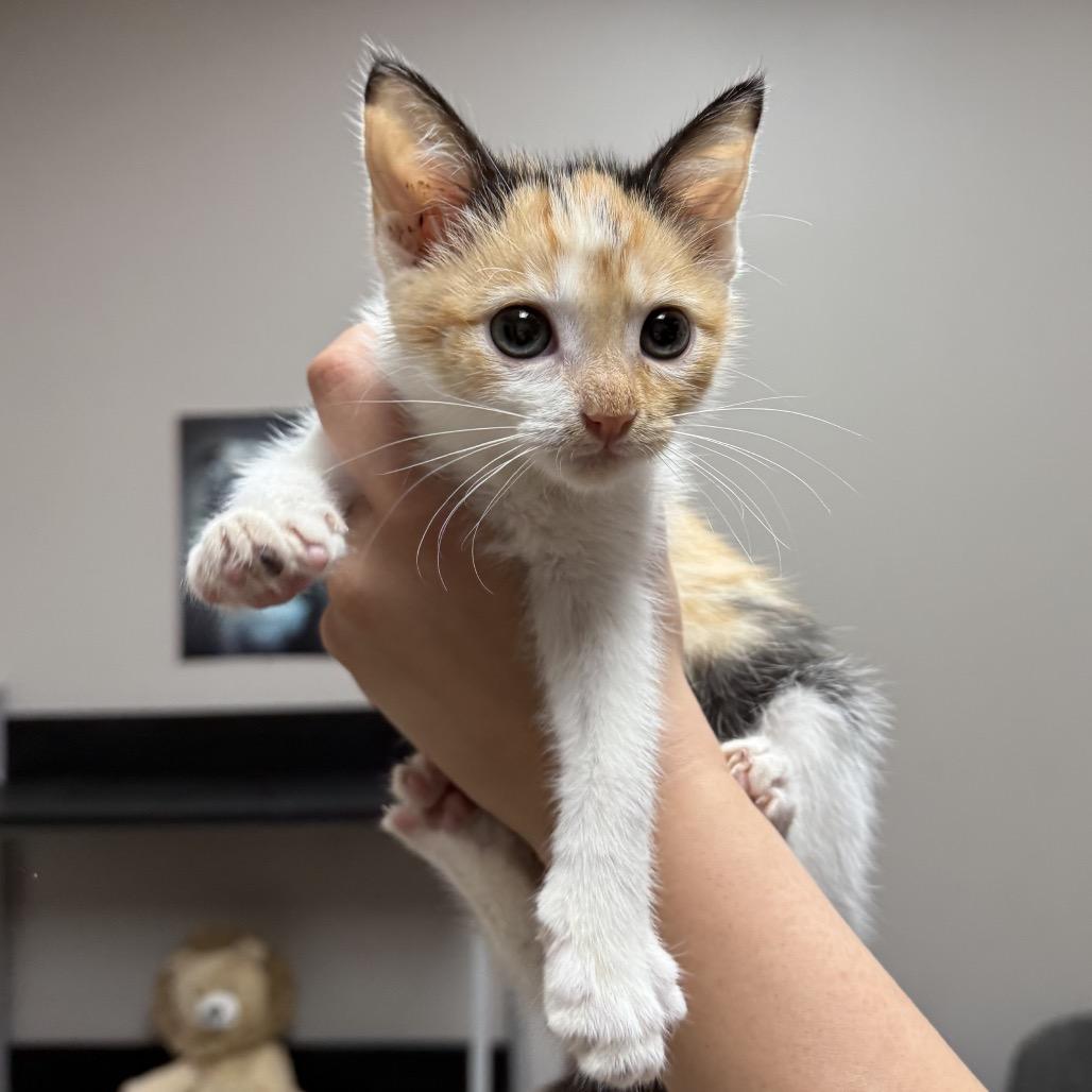 Bethany, a Adoptable mixed breed in Fort Collins, CO image 2/2