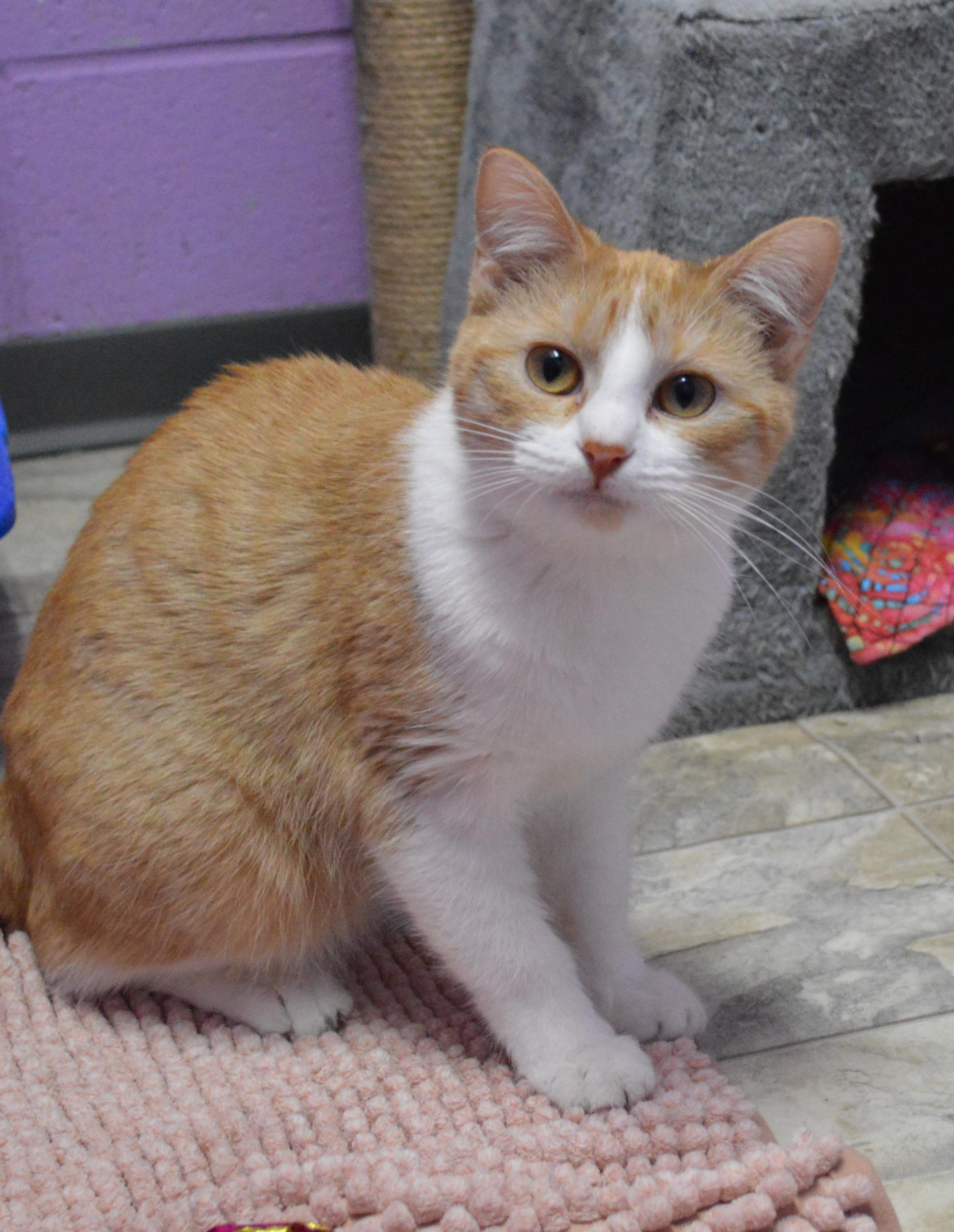Marlo, adopted, Young Female Domestic Short Hair.