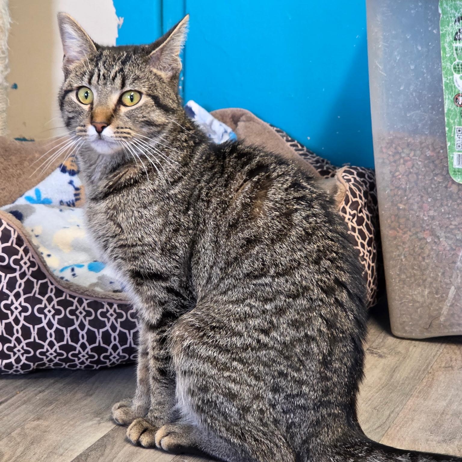 Brooke, Young Female Domestic Short Hair