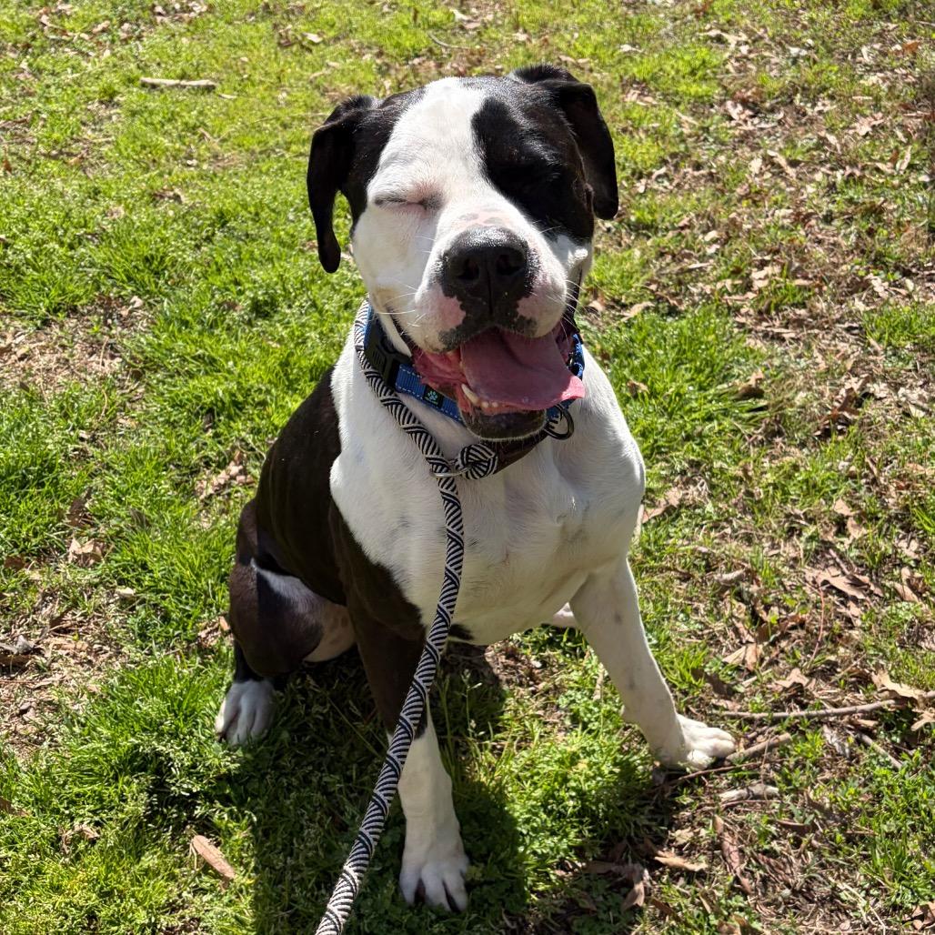 Tank, a Adoptable Mixed Breed in Fredericksburg, VA image 1/3
