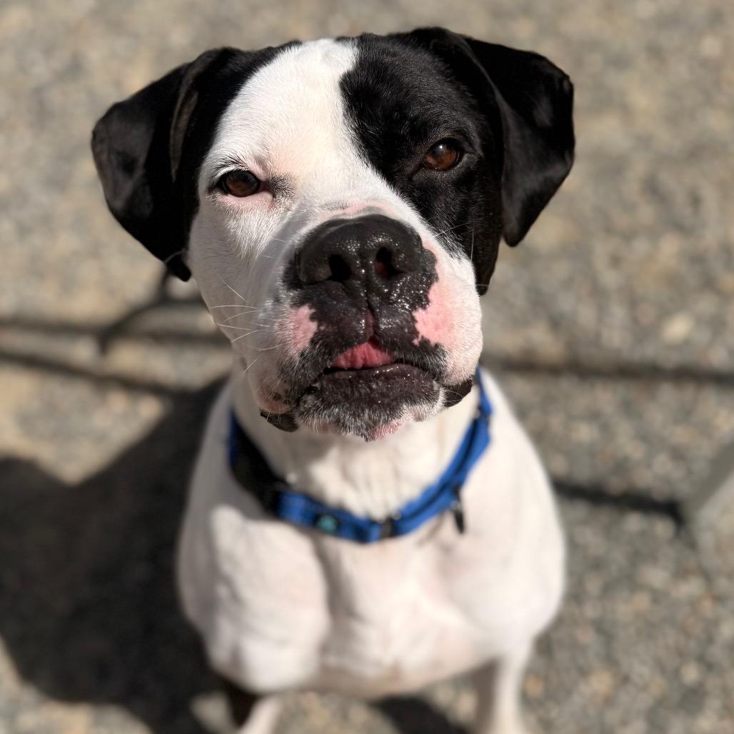 Tank, a Adoptable Mixed Breed in Fredericksburg, VA image 2/3