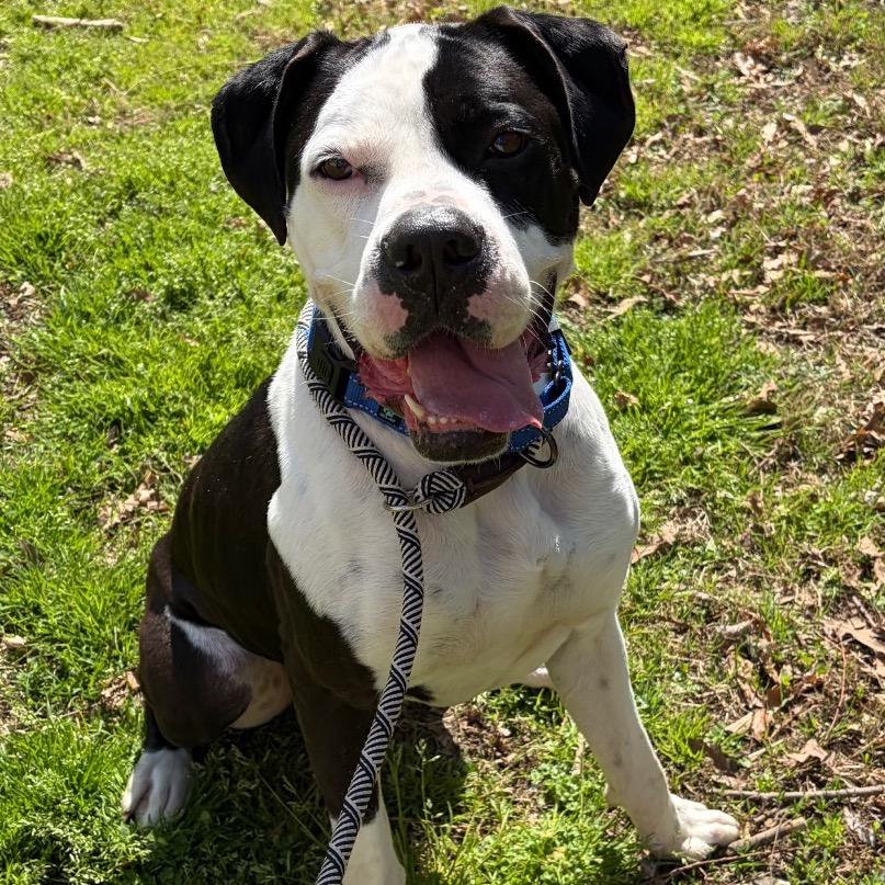 Tank, a Adoptable Mixed Breed in Fredericksburg, VA image 3/3