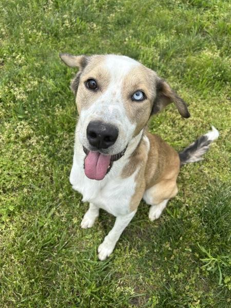 Capulet, Adoptable, Young Male German Shepherd Dog & Siberian Husky.