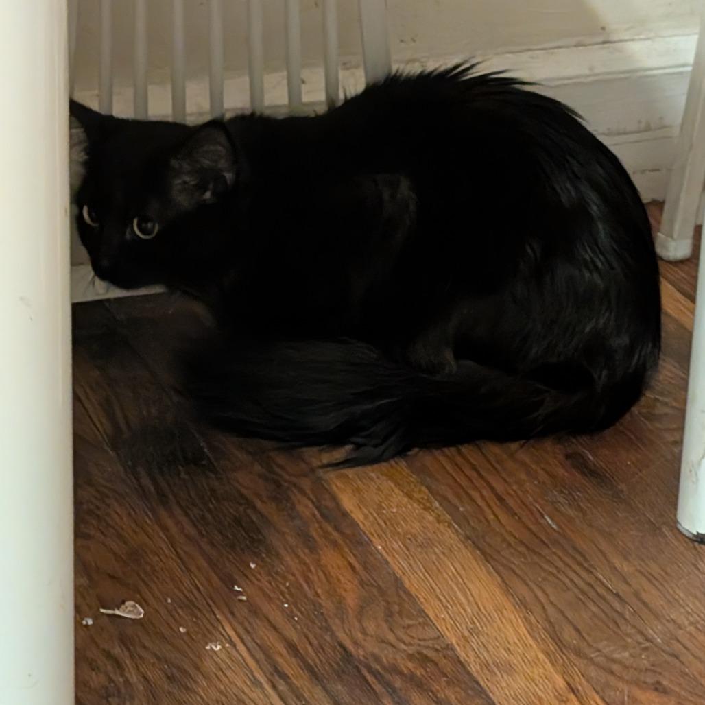 Enlarge Deesel, a Adoptable Domestic Medium Hair in Wakefield, MA image 1/2