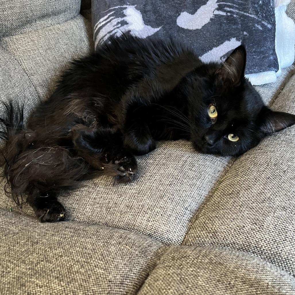 Enlarge Deesel, a Adoptable Domestic Medium Hair in Wakefield, MA image 2/2