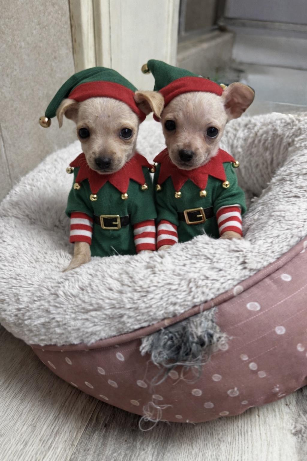 Enlarge Simon and Rooster, a ADOPTABLE Chihuahua in Van Nuys, CA image 1/1