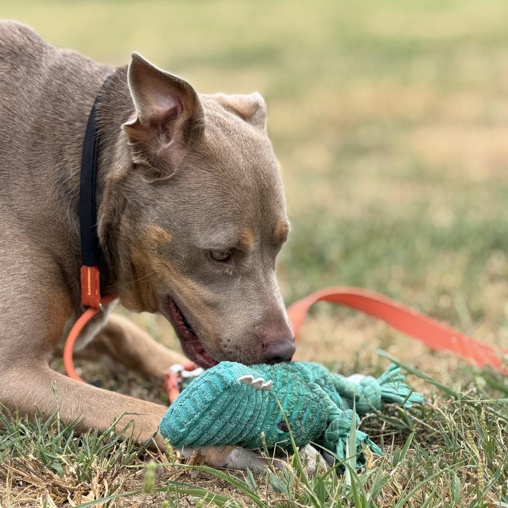Enlarge Tobias, a Adoptable Mixed Breed in Pauls Valley, OK image 1/6