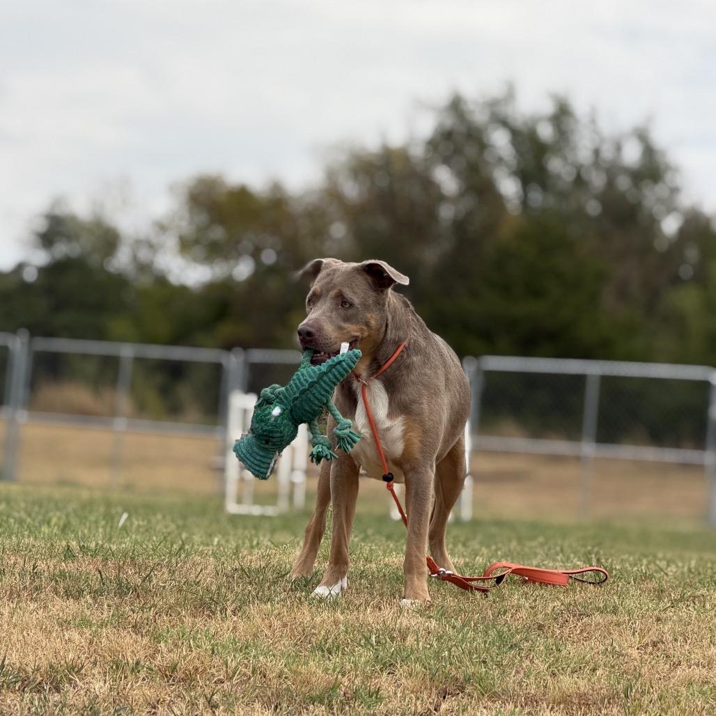 Enlarge Tobias, a Adoptable Mixed Breed in Pauls Valley, OK image 2/6