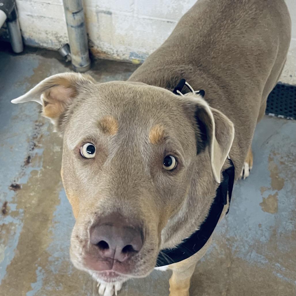 Enlarge Tobias, a Adoptable Mixed Breed in Pauls Valley, OK image 1/3