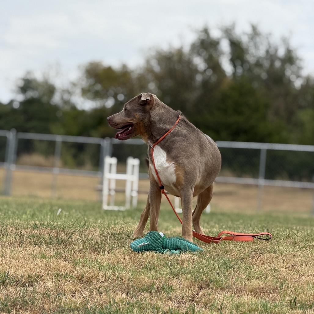 Enlarge Tobias, a Adoptable Mixed Breed in Pauls Valley, OK image 4/6