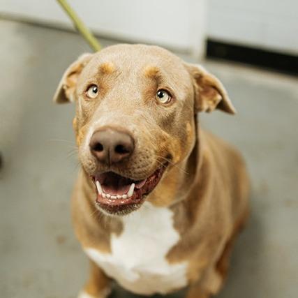 Enlarge Tobias, a Adoptable Mixed Breed in Pauls Valley, OK image 3/3