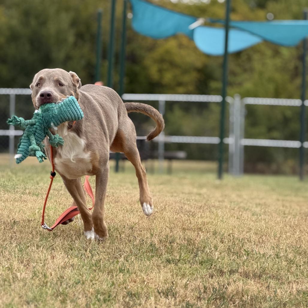 Enlarge Tobias, a Adoptable Mixed Breed in Pauls Valley, OK image 6/6