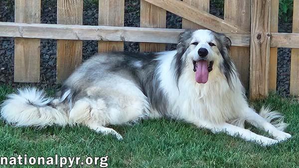 Enlarge Cheech in NJ - Giant Lap Dog!, a Adoptable Great Pyrenees in Hillsborough, NJ image 2/4