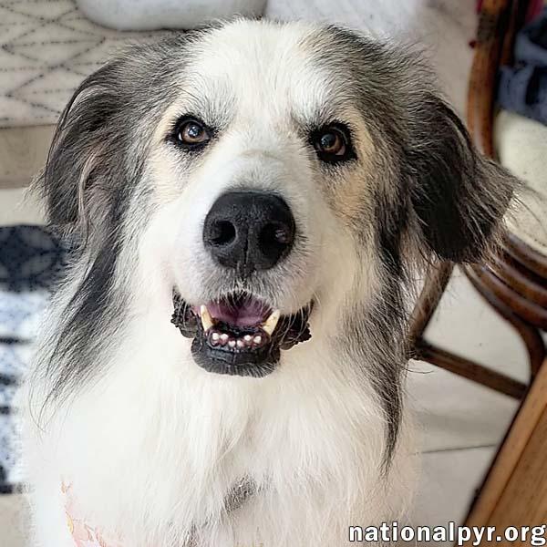 Cheech in NJ - Giant Lap Dog!