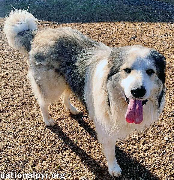 Enlarge Cheech in NJ - Giant Lap Dog!, a Adoptable Great Pyrenees in Hillsborough, NJ image 4/4