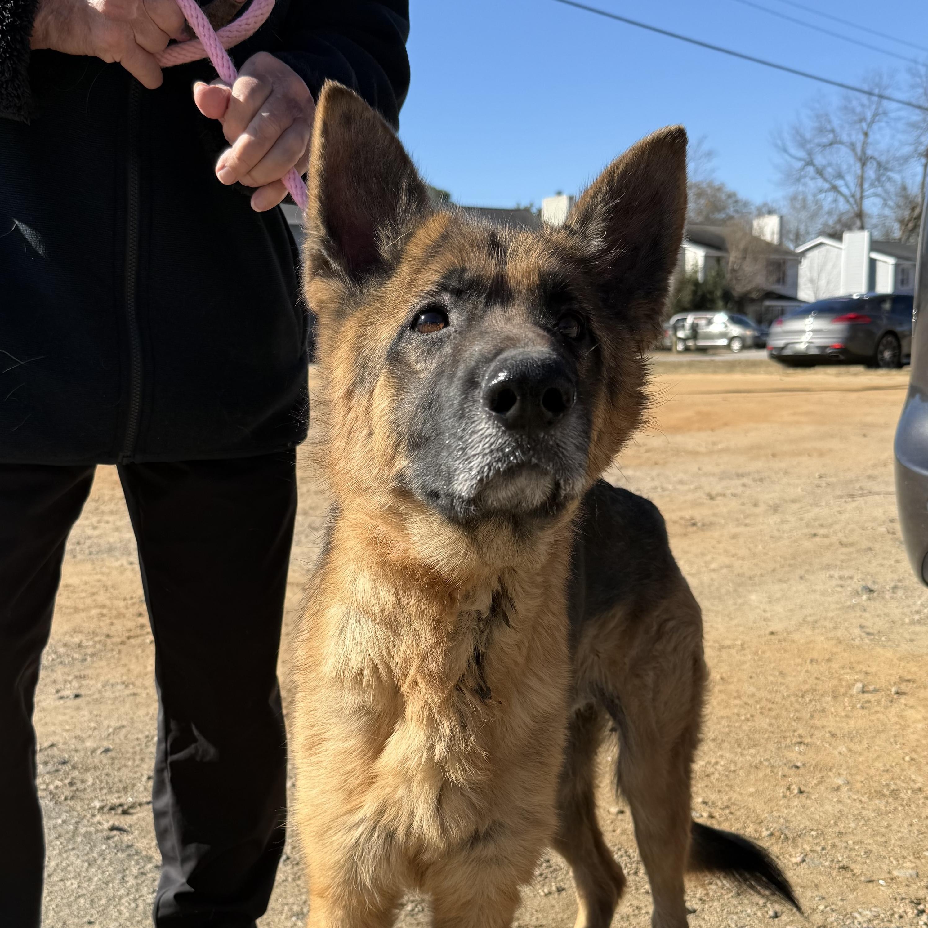 Biscuit — thumbnail 4