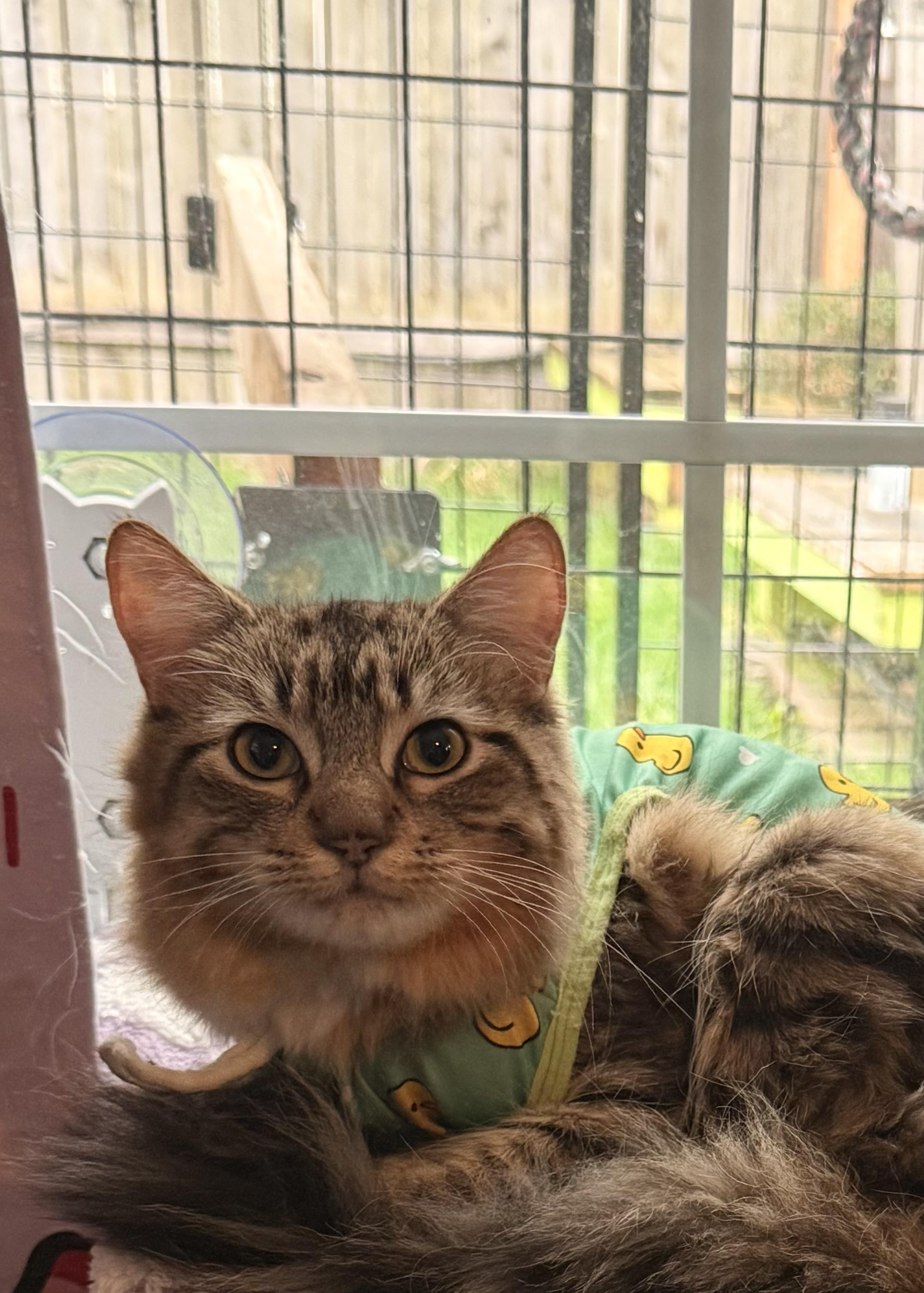 Enlarge Cinnamon, an adopted Domestic Long Hair in The Dalles, OR image 1/4